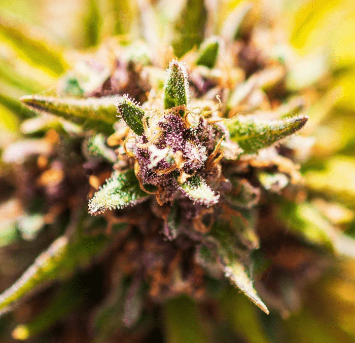 Cannabis is a diverse plant.