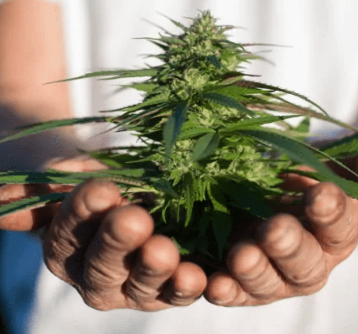 You can purchase weed in Illinois with a medical marijuana card