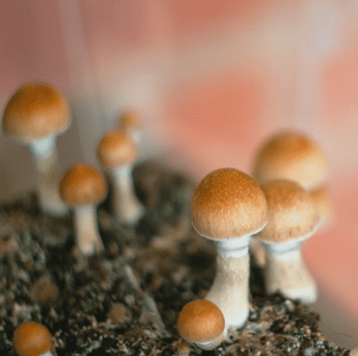 Psilocybin is being used to treat depression and PTSD 
